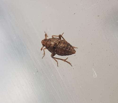 Megamelodes sp.
